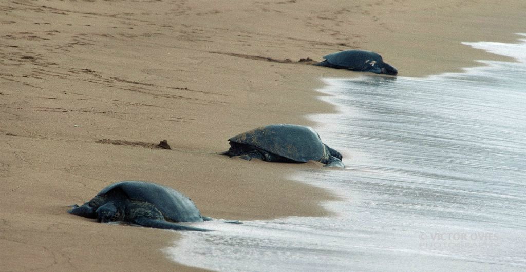 Tortugas (Puesta de huevos)